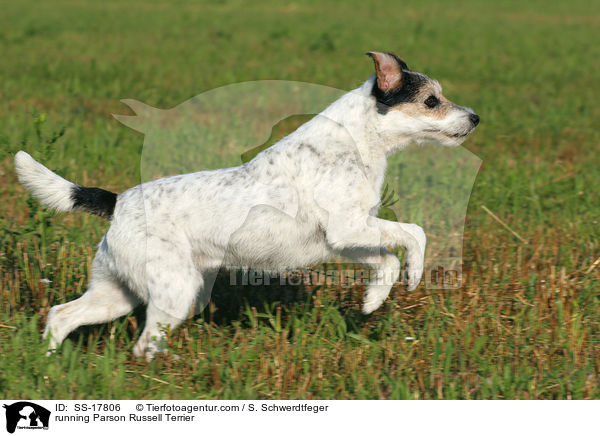 running Parson Russell Terrier / SS-17806