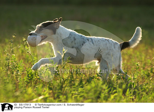 playing Parson Russell Terrier / SS-17813