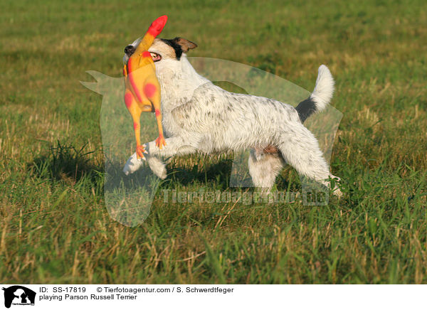 playing Parson Russell Terrier / SS-17819