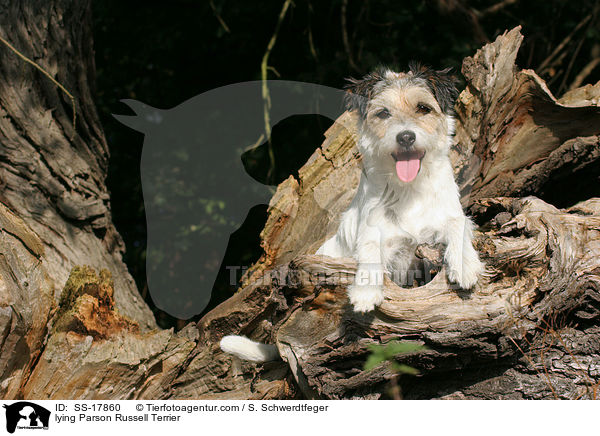 lying Parson Russell Terrier / SS-17860