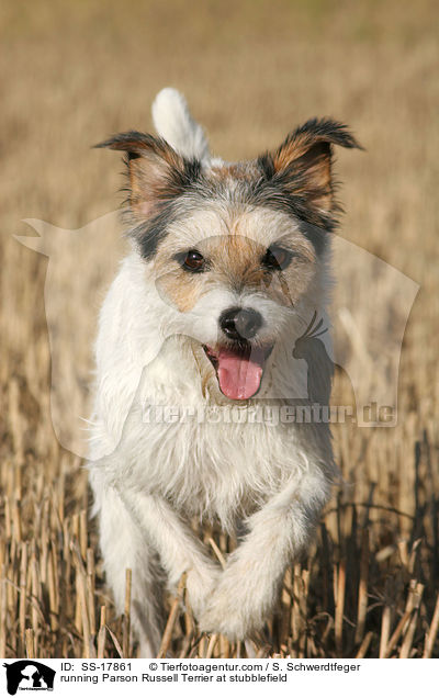 running Parson Russell Terrier at stubblefield / SS-17861
