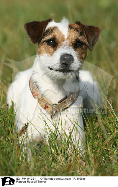 Parson Russell Terrier / PM-04251