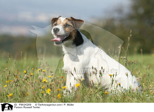 Parson Russell Terrier / PM-04269