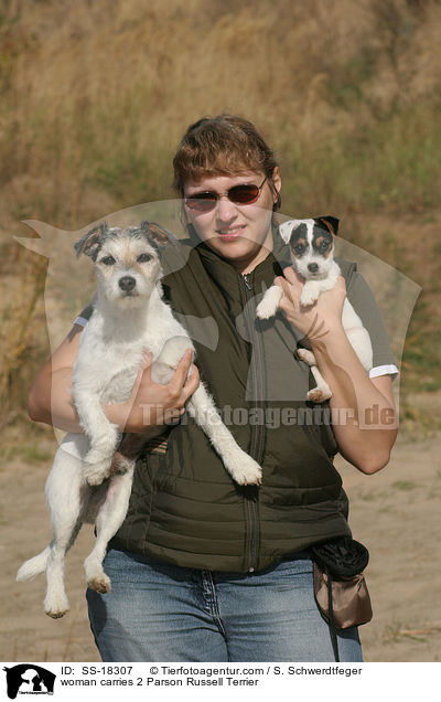 woman carries 2 Parson Russell Terrier / SS-18307