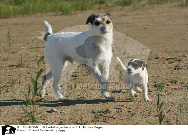 Parson Russell Terrier with puppy / SS-18356