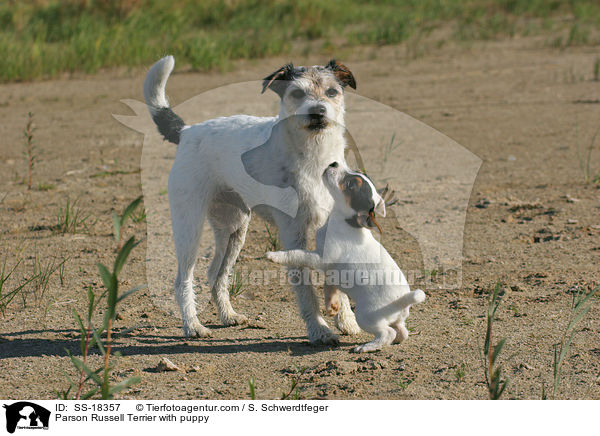 Parson Russell Terrier with puppy / SS-18357