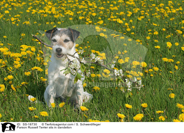 Parson Russell Terrier sits in dandelion / SS-18730