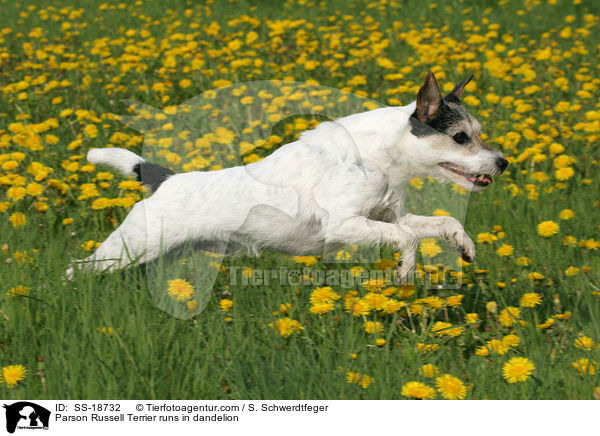 Parson Russell Terrier runs in dandelion / SS-18732