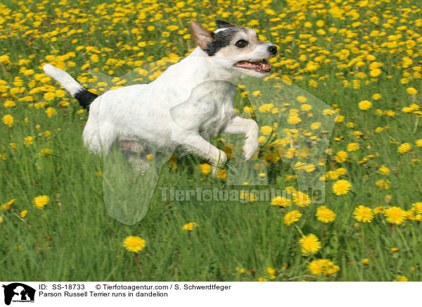 Parson Russell Terrier runs in dandelion / SS-18733