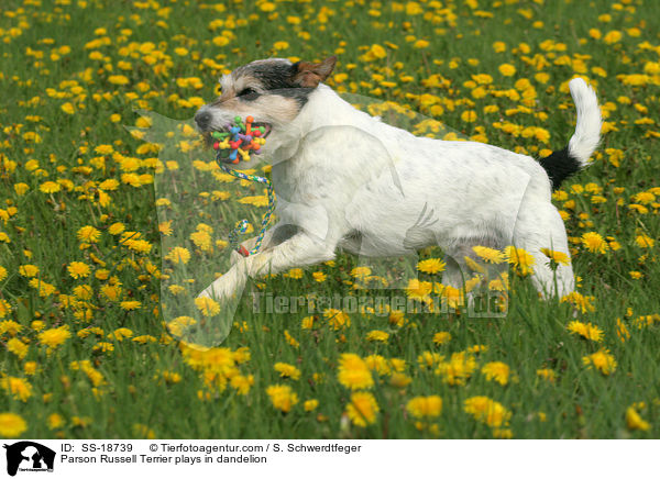Parson Russell Terrier plays in dandelion / SS-18739