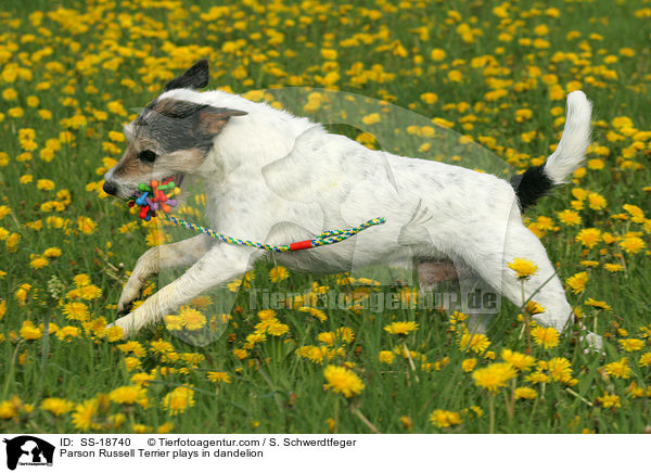 Parson Russell Terrier plays in dandelion / SS-18740