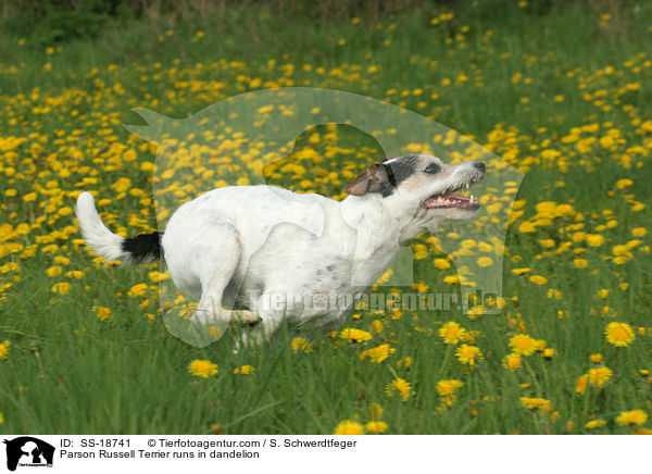 Parson Russell Terrier runs in dandelion / SS-18741