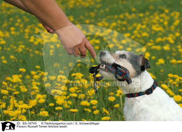 Parson Russell Terrier apportiert Leine / Parson Russell Terrier fetches leash / SS-18745