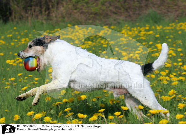 Parson Russell Terrier plays in dandelion / SS-18753