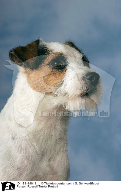 Parson Russell Terrier Portrait / SS-18818