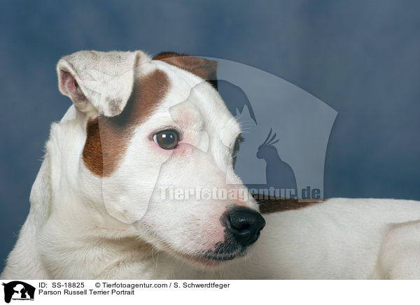 Parson Russell Terrier Portrait / SS-18825