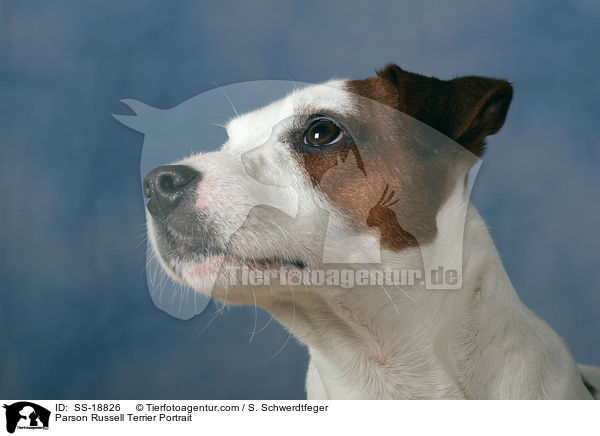 Parson Russell Terrier Portrait / SS-18826