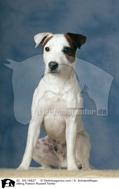 sitting Parson Russell Terrier / SS-18827