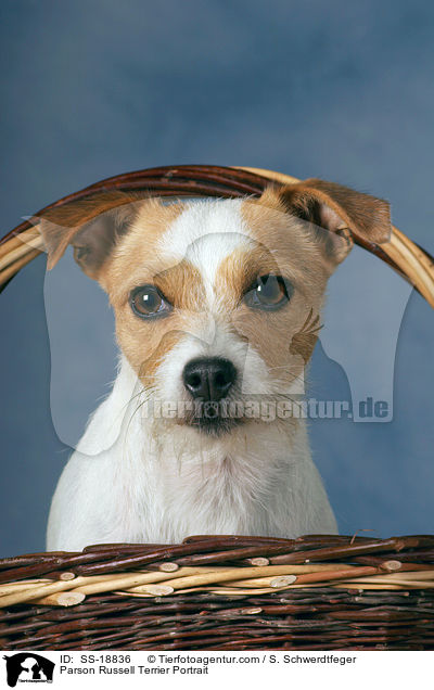 Parson Russell Terrier Portrait / SS-18836