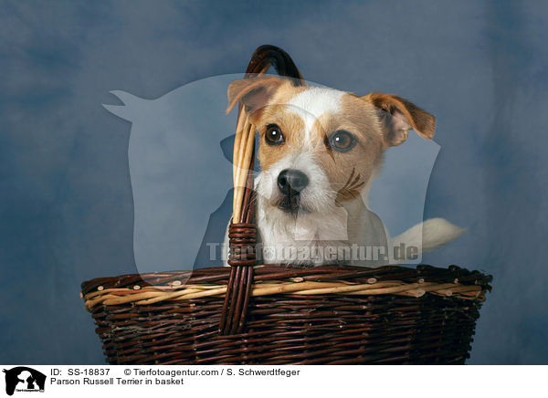 Parson Russell Terrier in basket / SS-18837