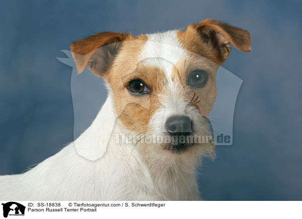 Parson Russell Terrier Portrait / SS-18838