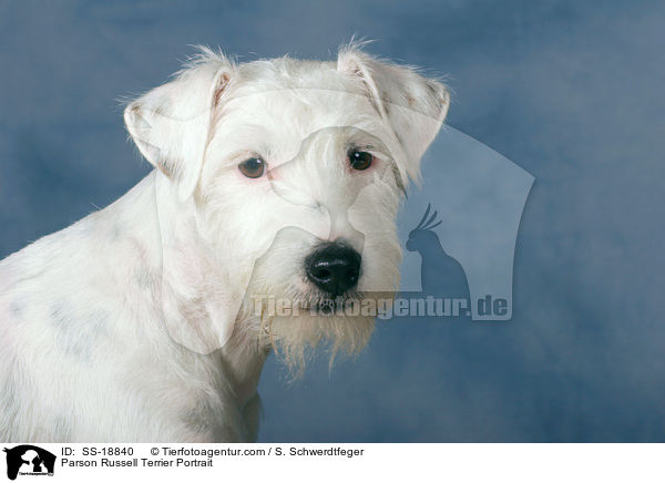 Parson Russell Terrier Portrait / SS-18840