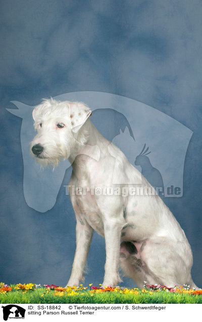 sitting Parson Russell Terrier / SS-18842