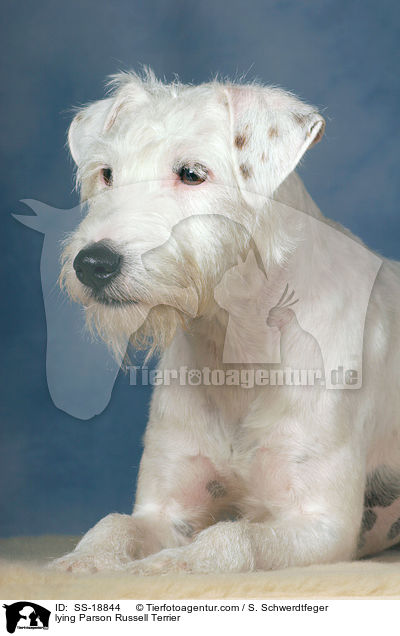 lying Parson Russell Terrier / SS-18844