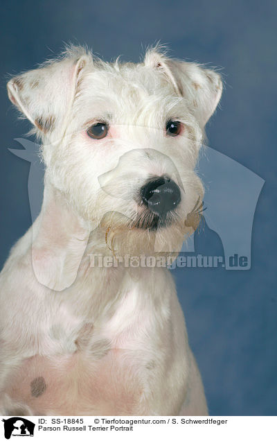 Parson Russell Terrier Portrait / SS-18845