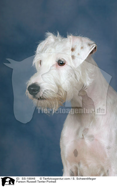 Parson Russell Terrier Portrait / SS-18846