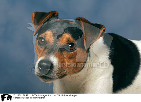 Parson Russell Terrier Portrait / SS-18847