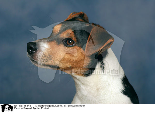 Parson Russell Terrier Portrait / SS-18848