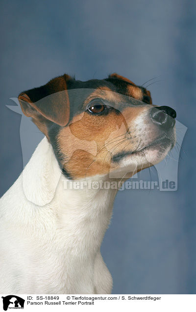 Parson Russell Terrier Portrait / SS-18849