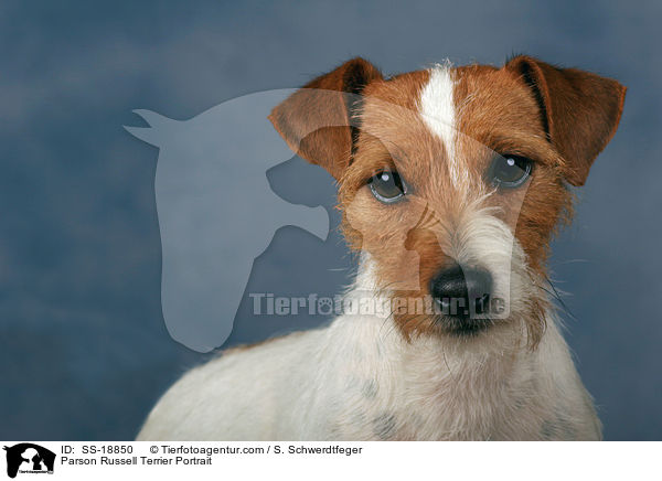 Parson Russell Terrier Portrait / SS-18850