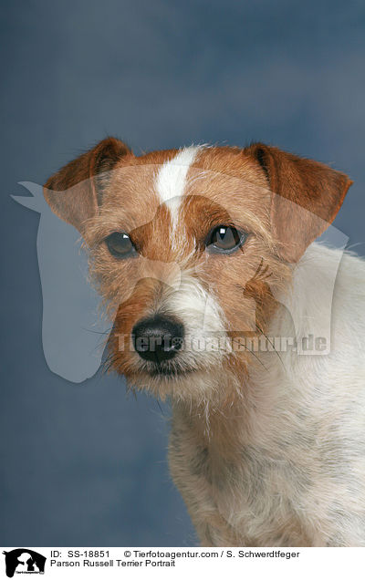 Parson Russell Terrier Portrait / SS-18851
