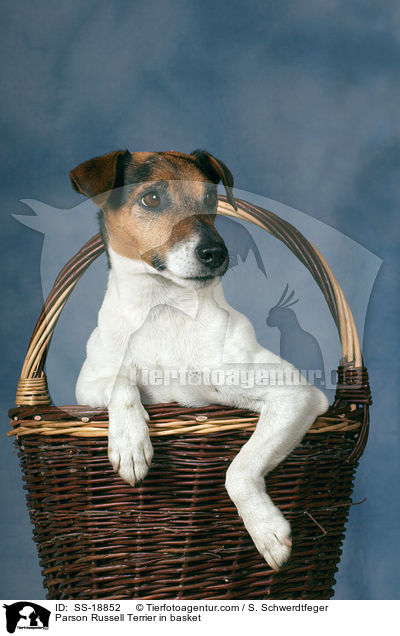 Parson Russell Terrier in basket / SS-18852