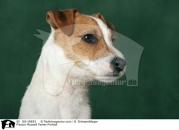 Parson Russell Terrier Portrait / SS-18853