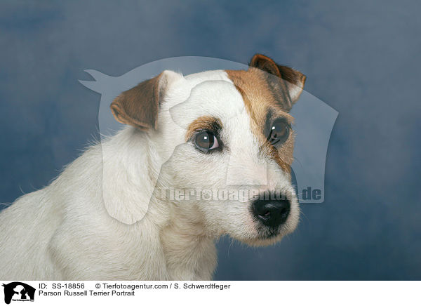 Parson Russell Terrier Portrait / SS-18856