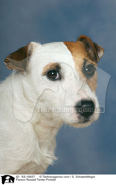 Parson Russell Terrier Portrait / SS-18857
