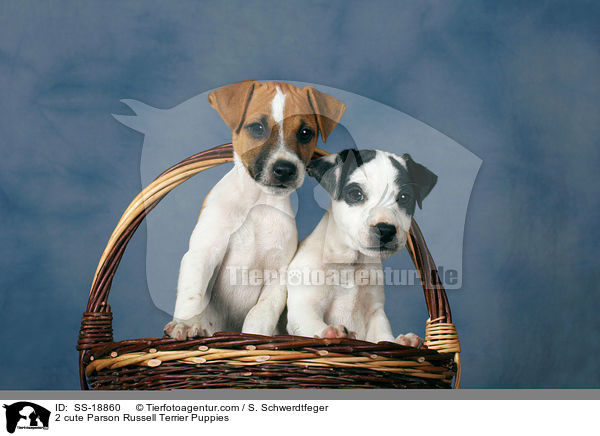 2 cute Parson Russell Terrier Puppies / SS-18860