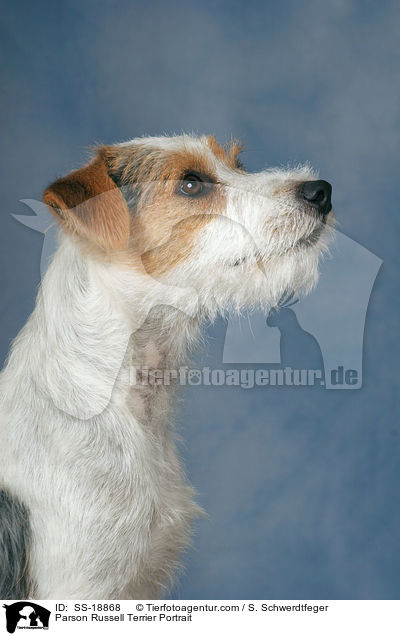 Parson Russell Terrier Portrait / SS-18868