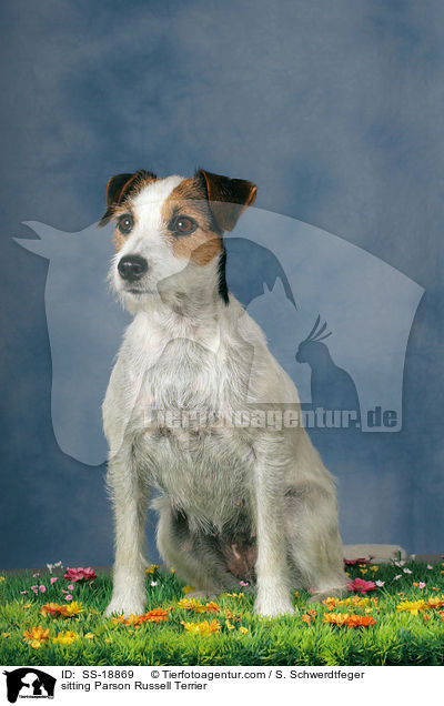 sitting Parson Russell Terrier / SS-18869