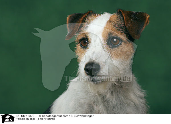 Parson Russell Terrier Portrait / SS-18870