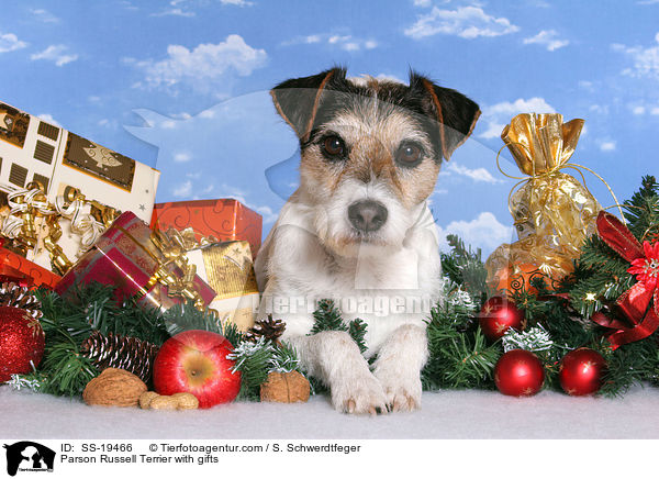 Parson Russell Terrier with gifts / SS-19466