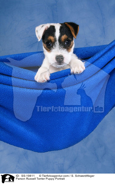 Parson Russell Terrier Puppy Portrait / SS-19811