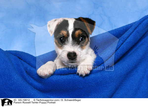 Parson Russell Terrier Welpe / Parson Russell Terrier Puppy / SS-19812