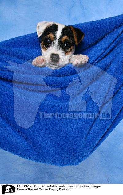 Parson Russell Terrier Welpe / Parson Russell Terrier Puppy / SS-19813