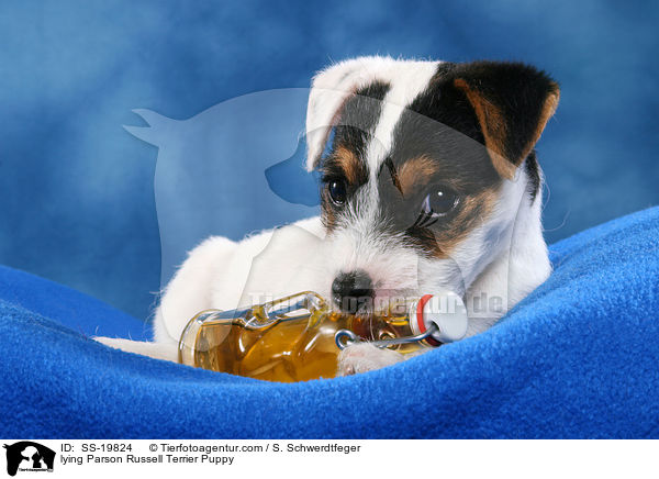Parson Russell Terrier Welpe / Parson Russell Terrier Puppy / SS-19824