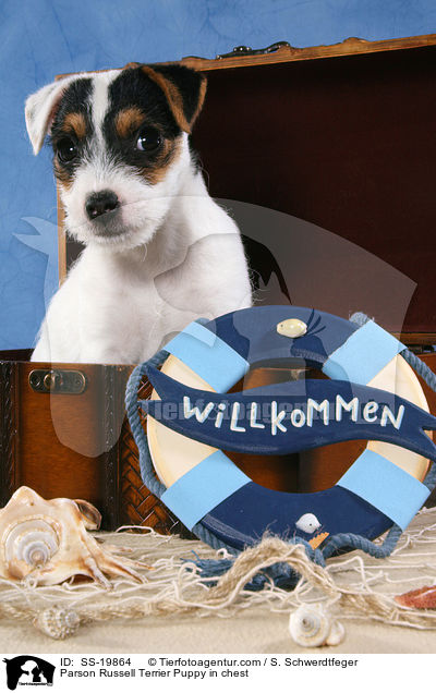 Parson Russell Terrier Welpe / Parson Russell Terrier Puppy / SS-19864