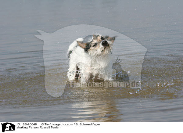 shaking Parson Russell Terrier / SS-20048